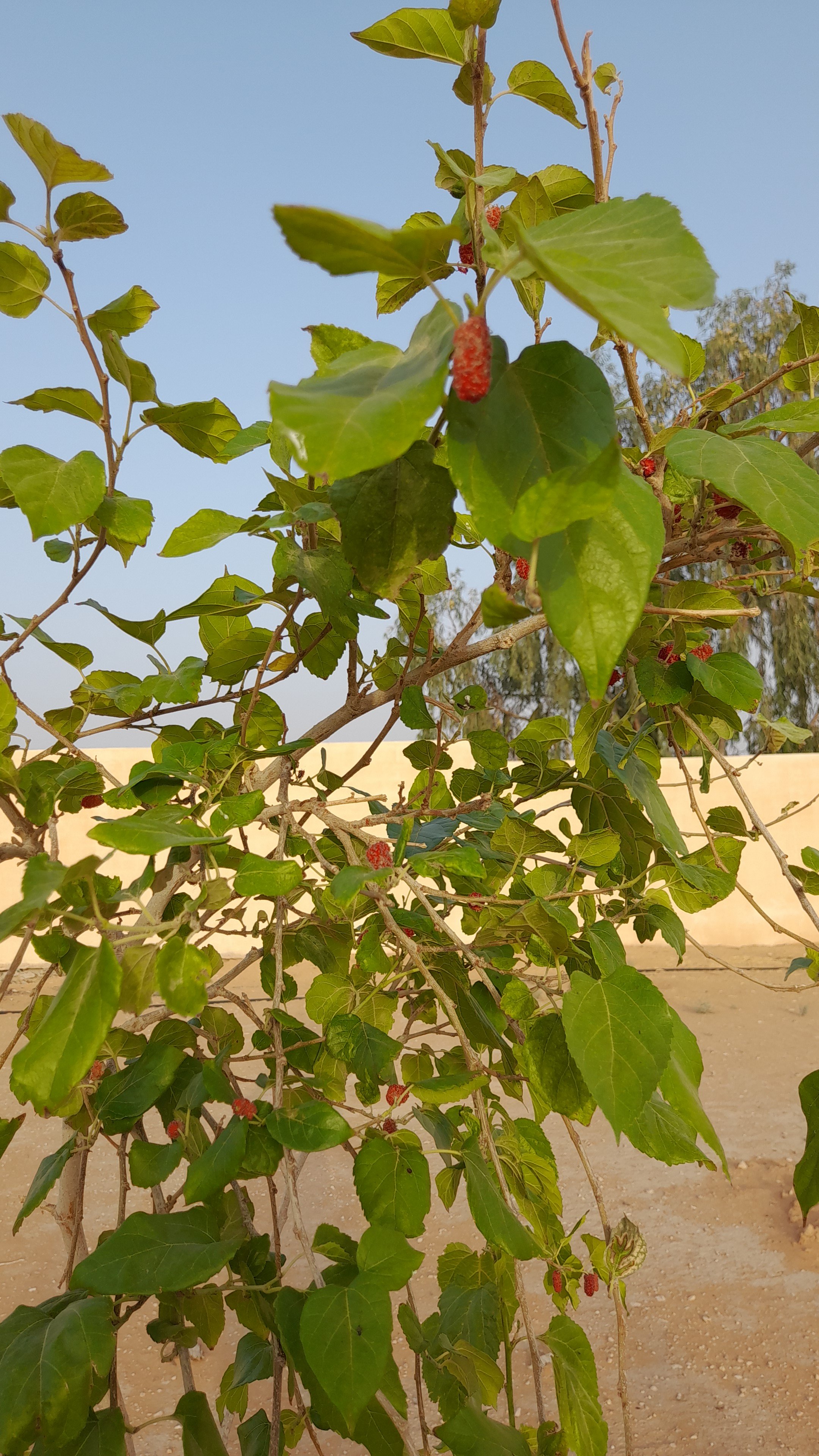 أحمد القحطاني