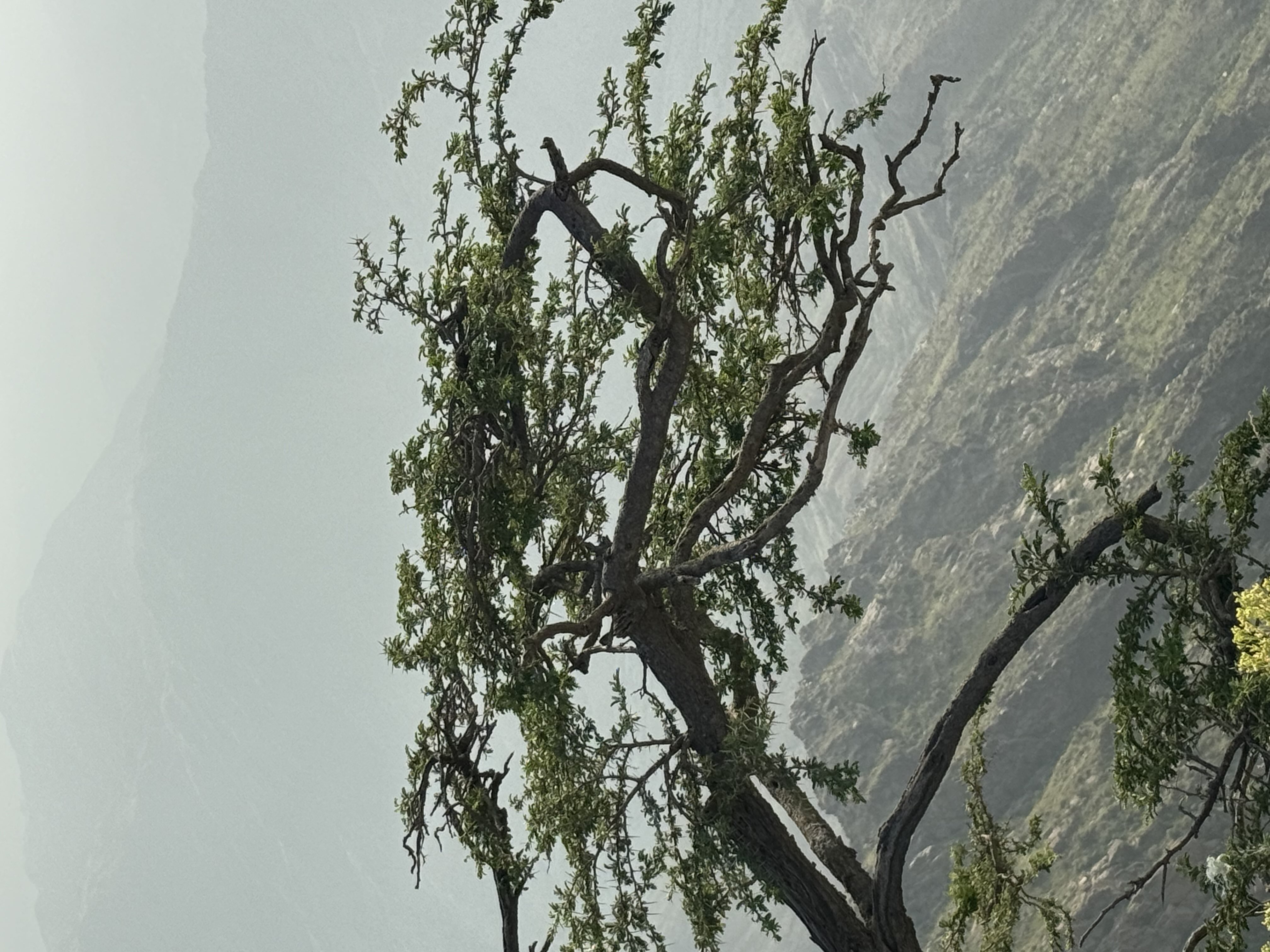 ناصر الغامدي