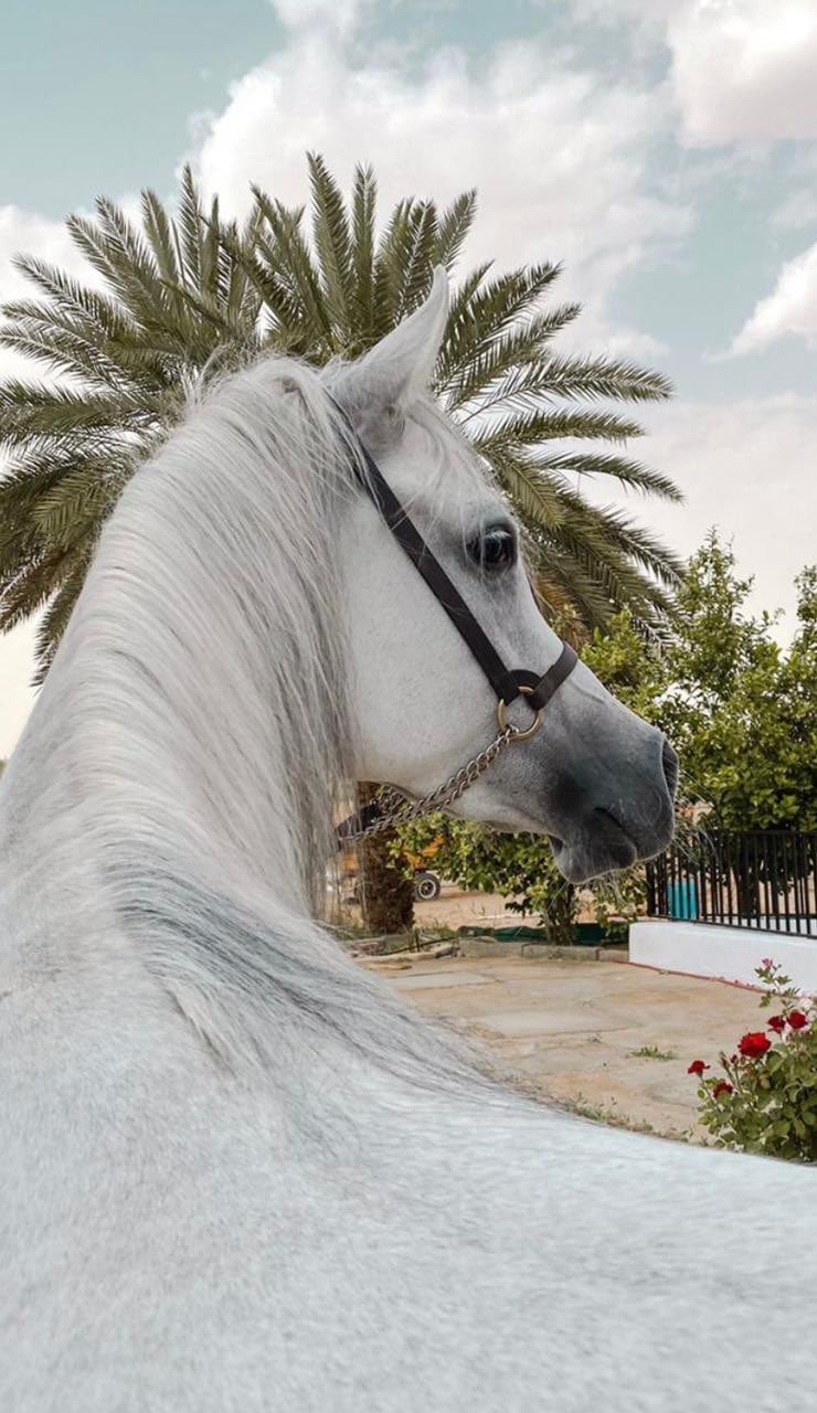 نوره القحطاني