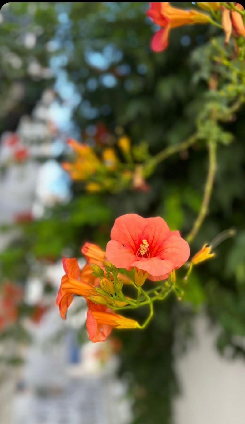 مشاعل  محمد  نزال العنزي