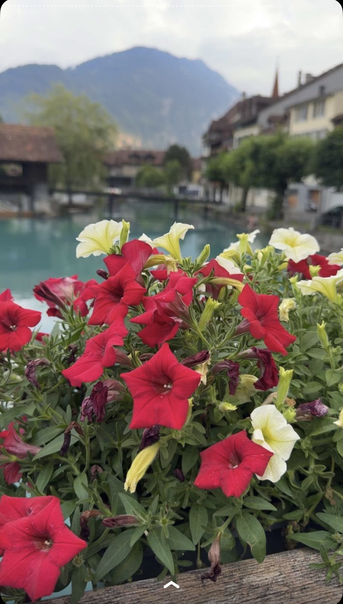 حميده المطلق