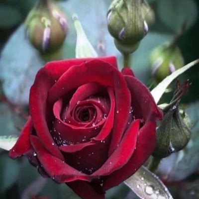 م*** ا******* م***