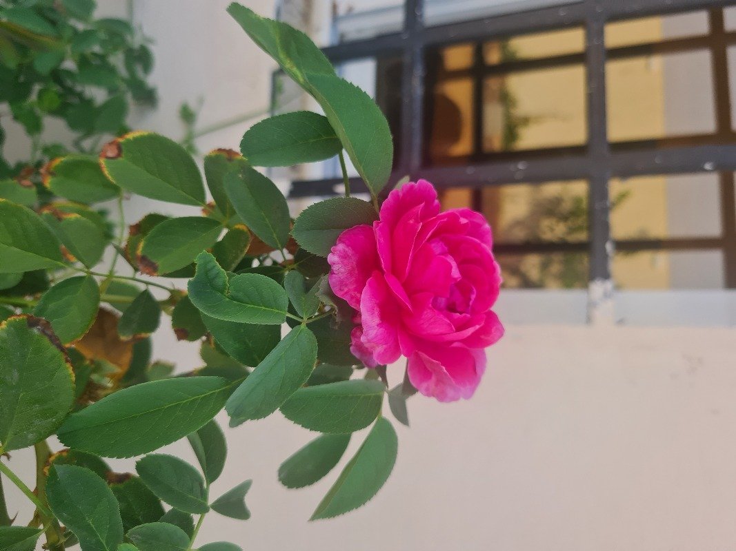 نوره الدوسري