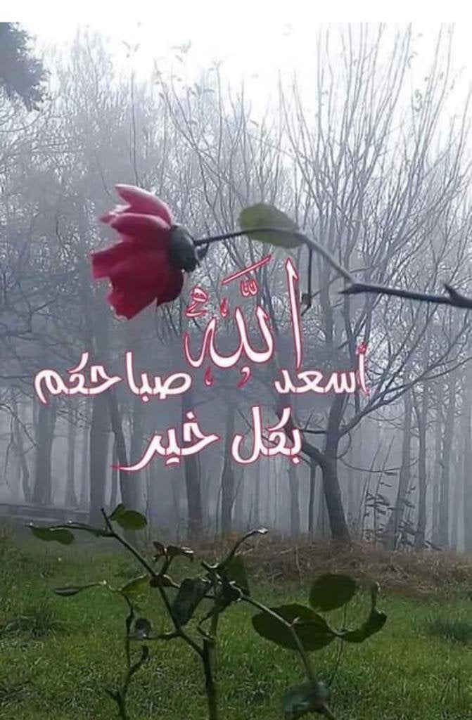 مريع احمد
