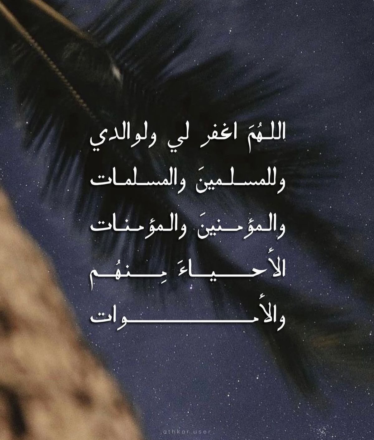 نوف الدوسري