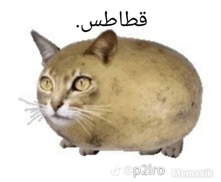 ام بسام الغامدي