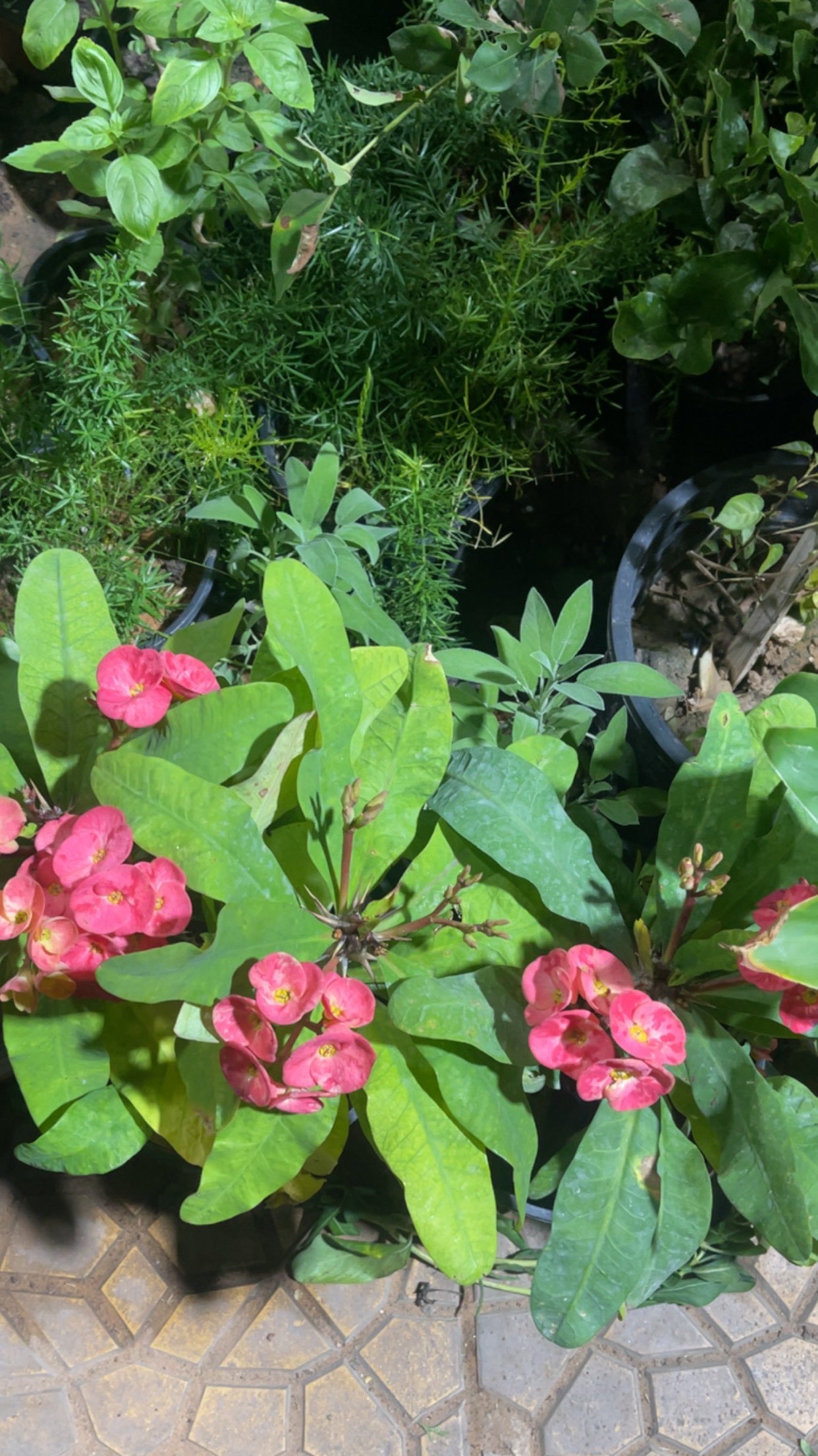 شوشو العنزي