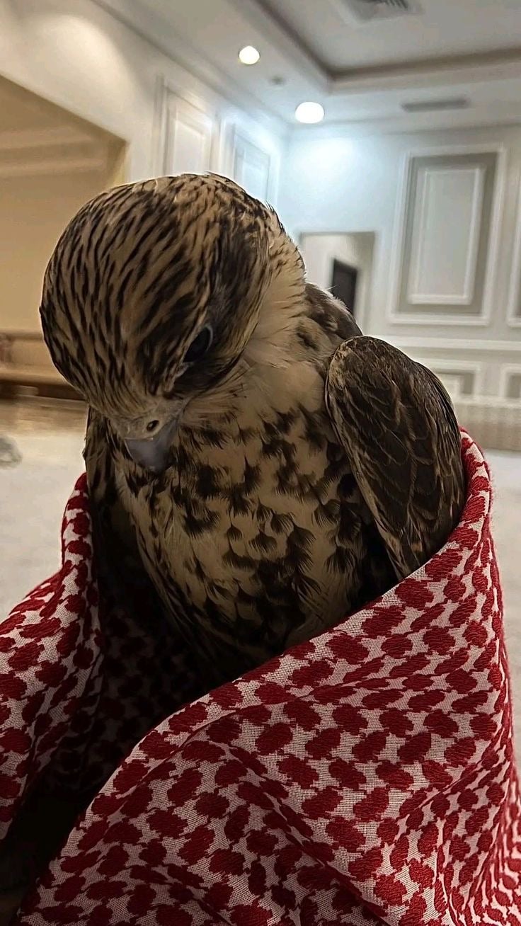 فهد الدوسري