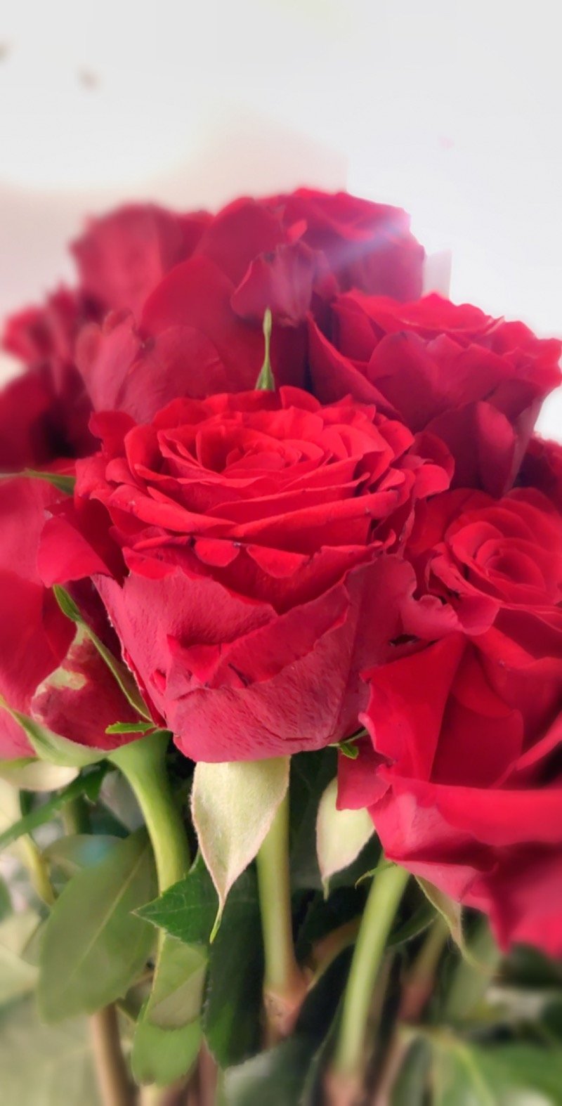 فاتن الشمري