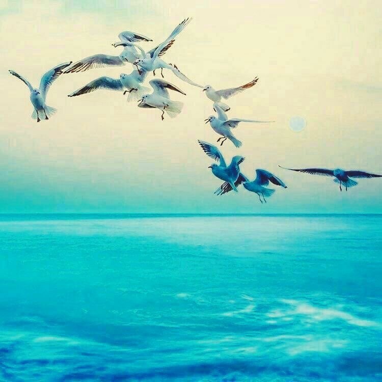 احمد السالم