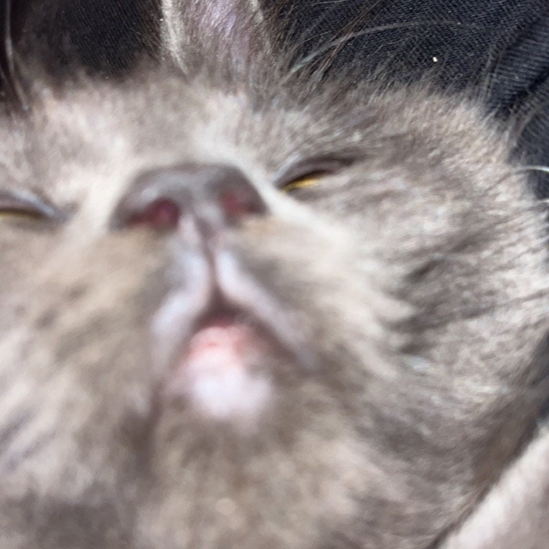 جوري المانع