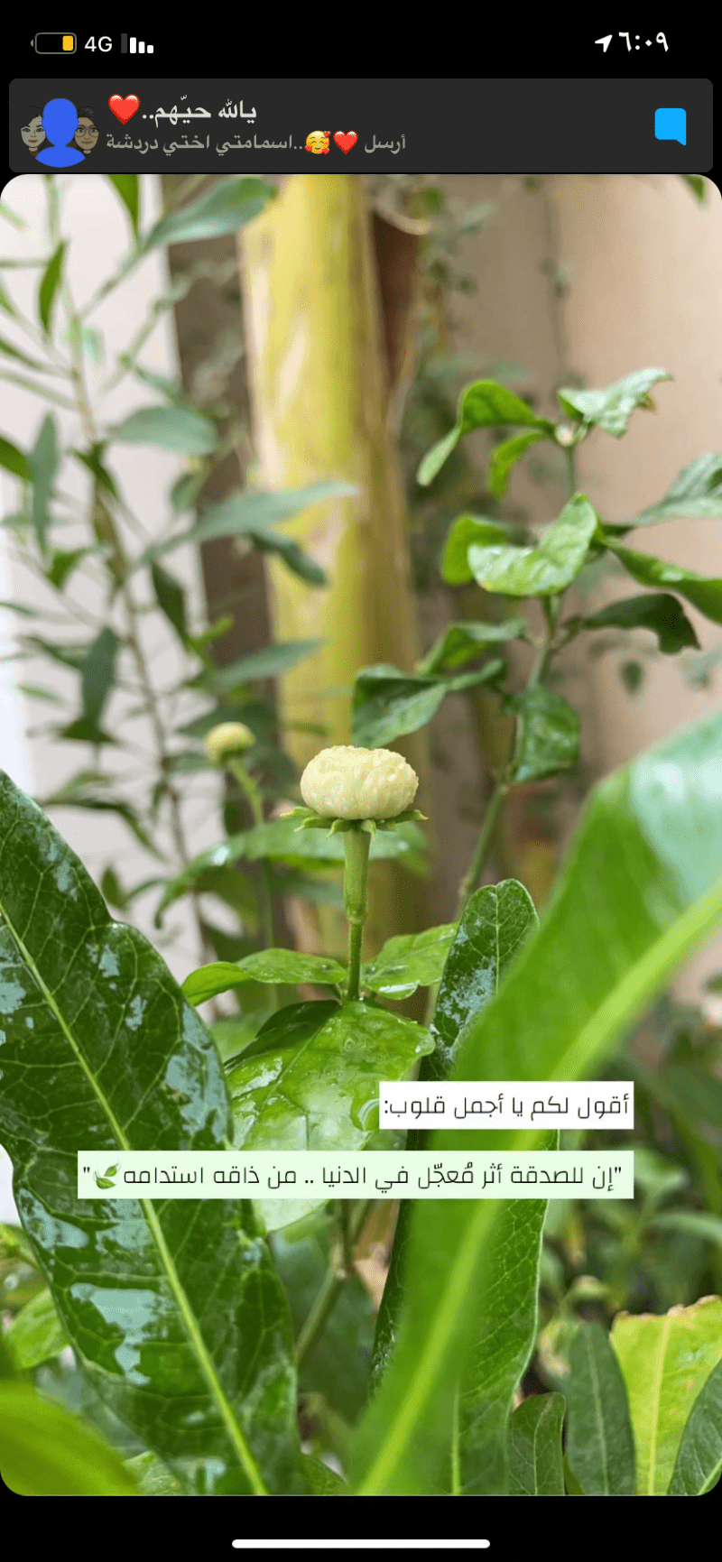 سميه ناصر