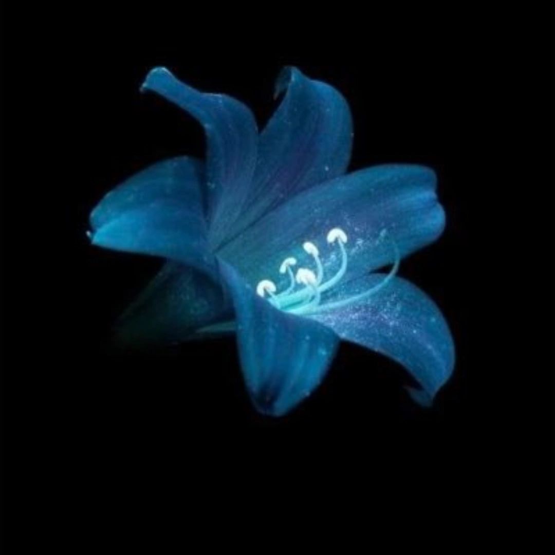 نشميه الجهني