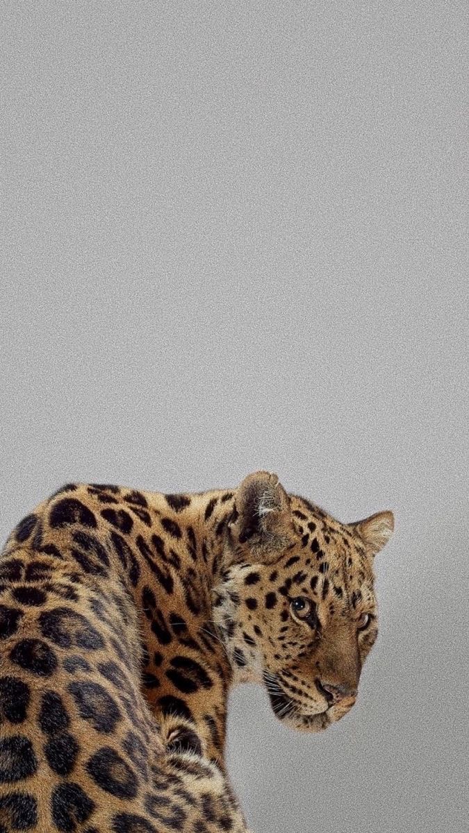 احمد العطوي