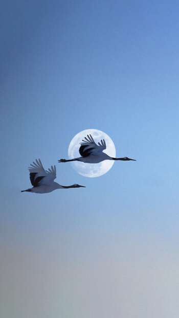 ظافر الشهراني