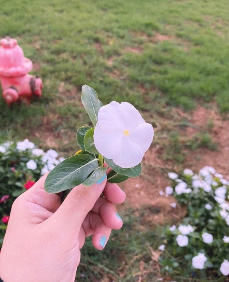 عائشه 