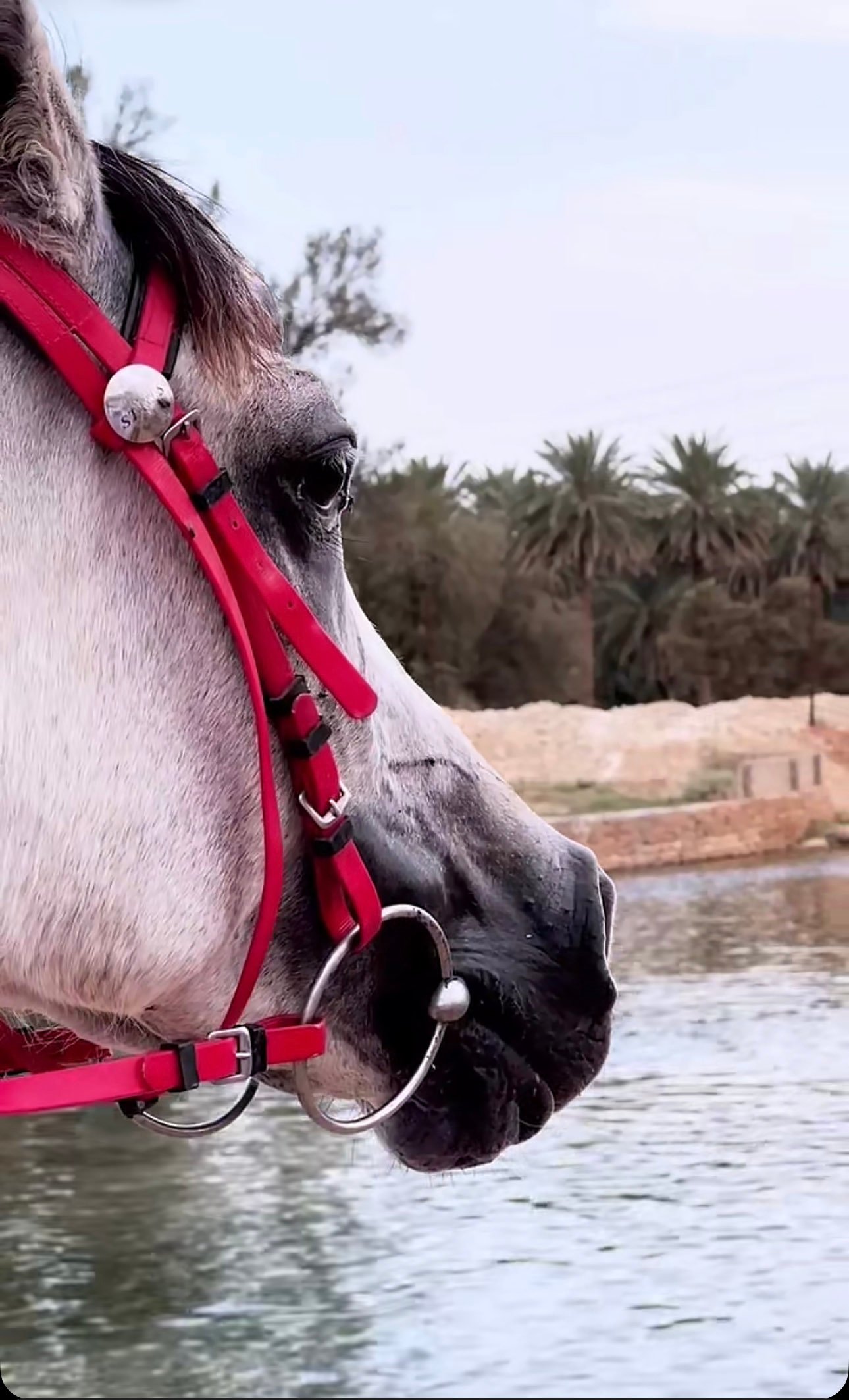 نور العبيد