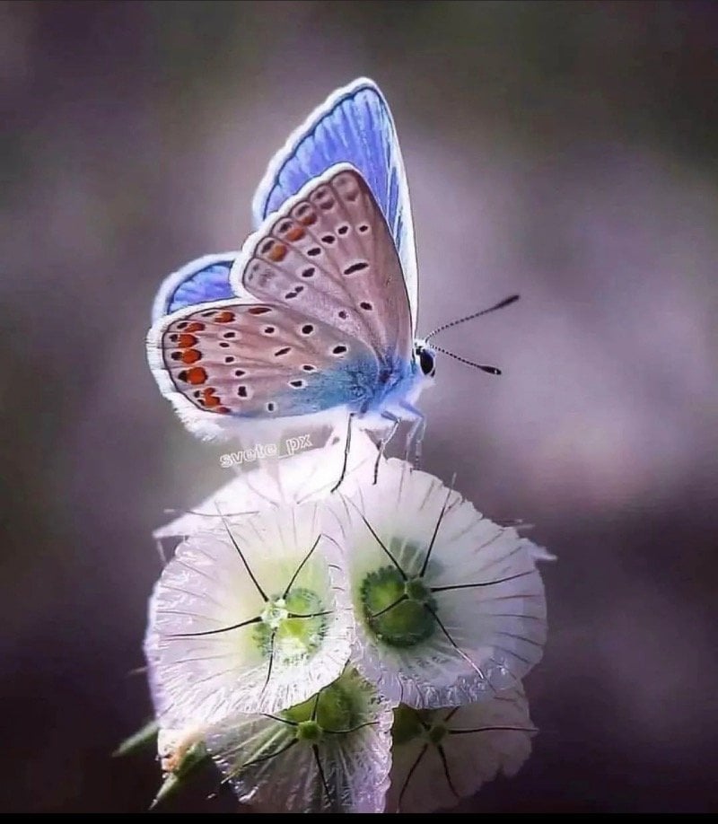 فاطمه الغامدي