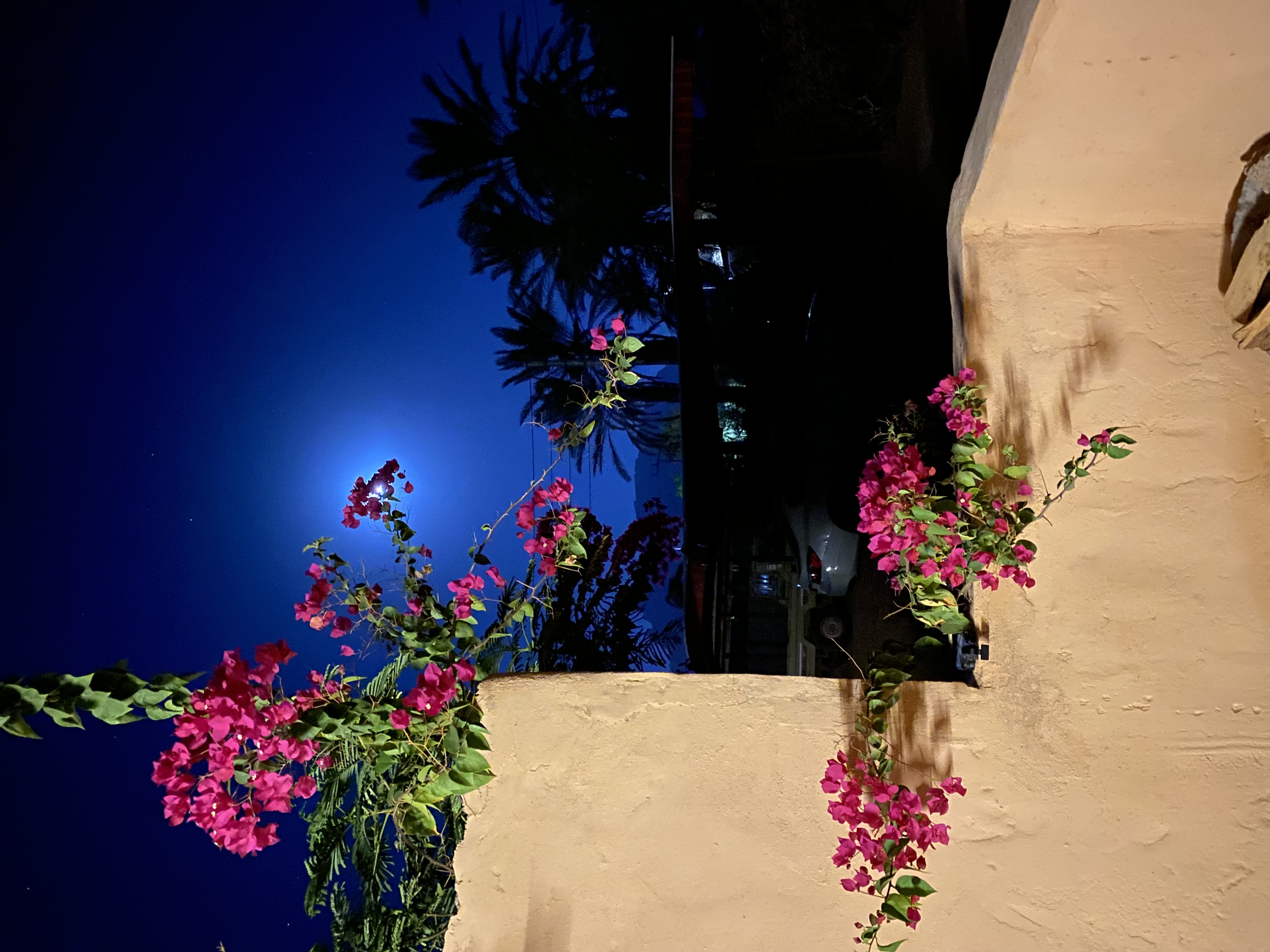 عوده النوجهي