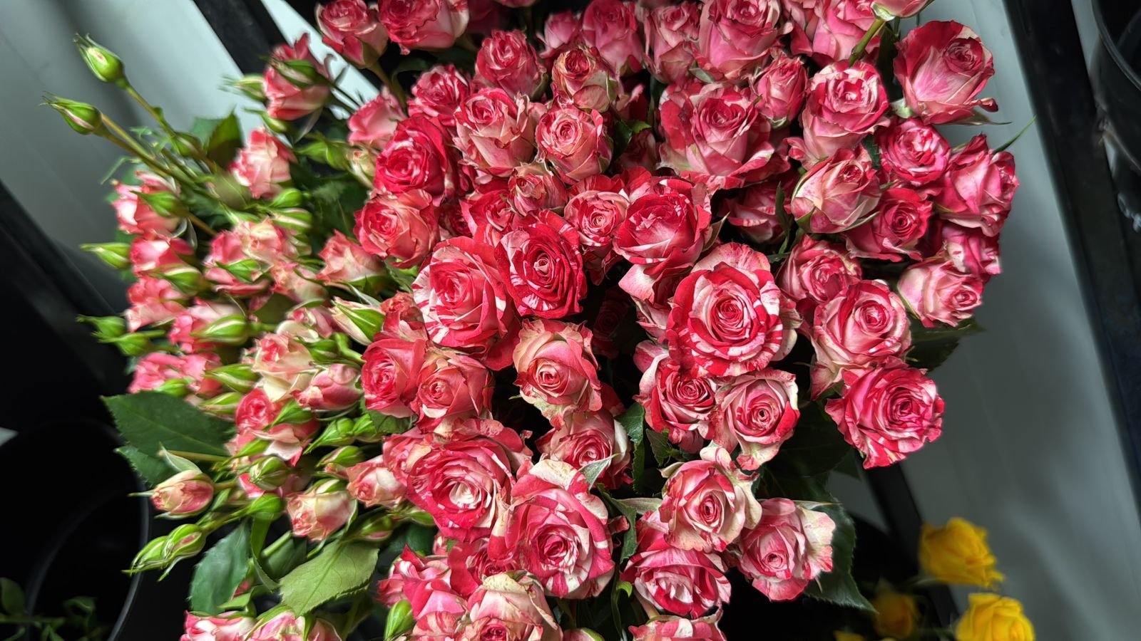 ام غنى الحربي