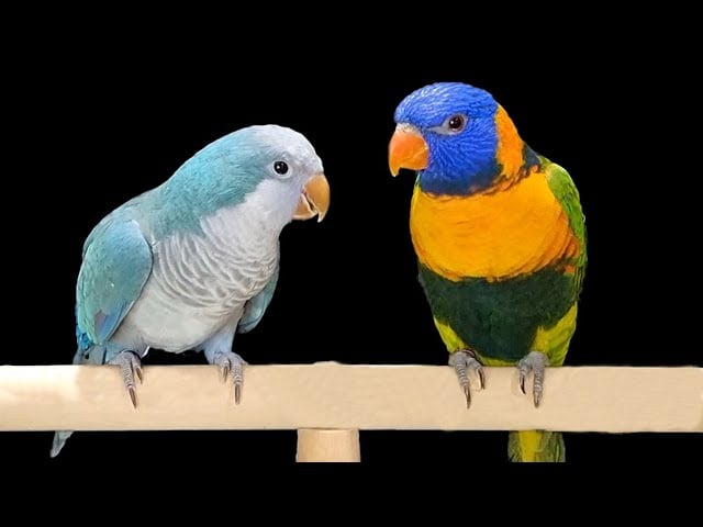 عبدالمجيد ازيبي