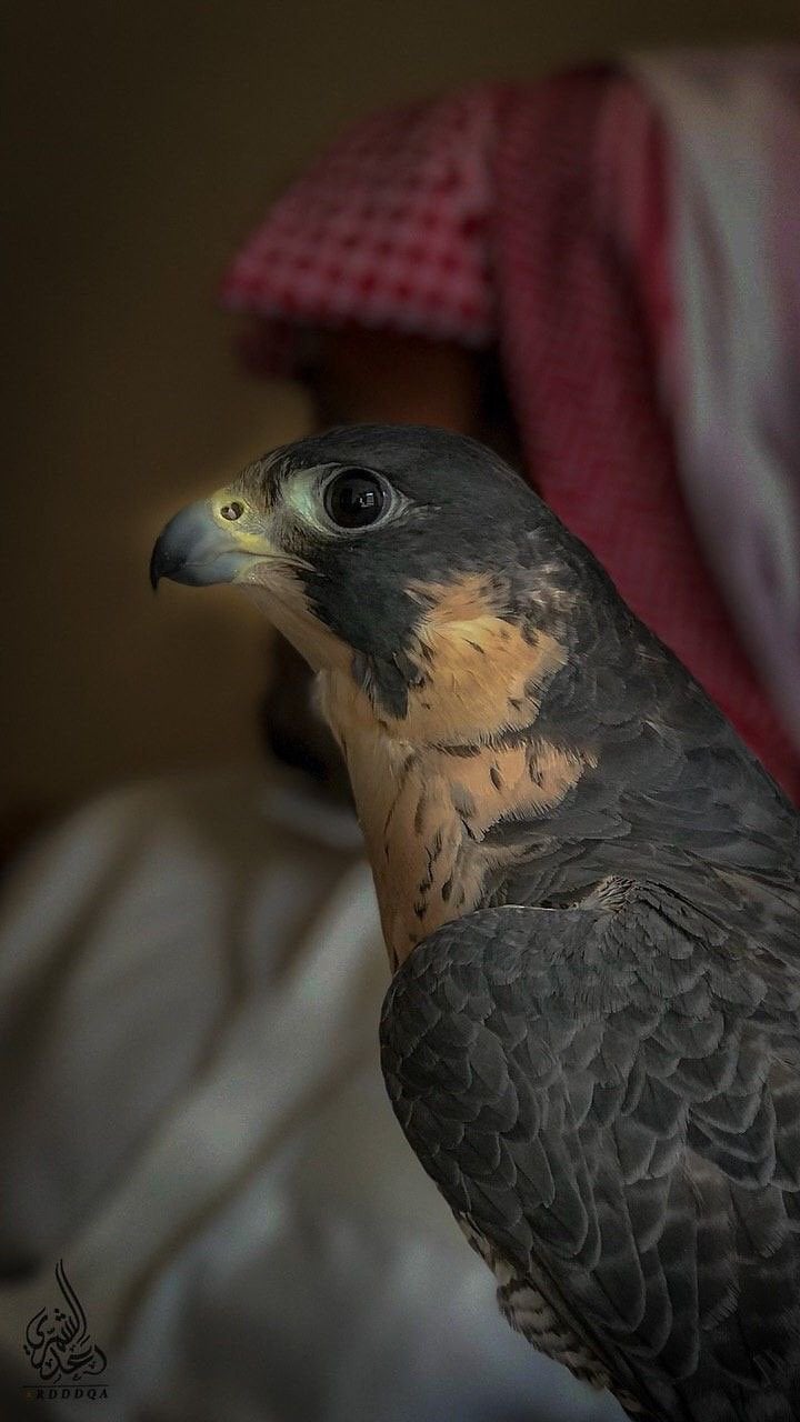 جمعان الطريفي