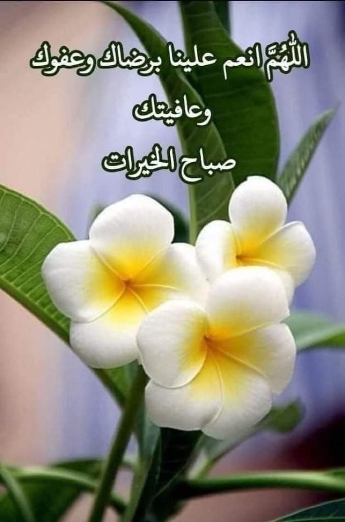 بدور المطيري