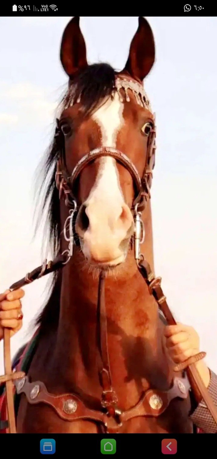 محمد الهذلي