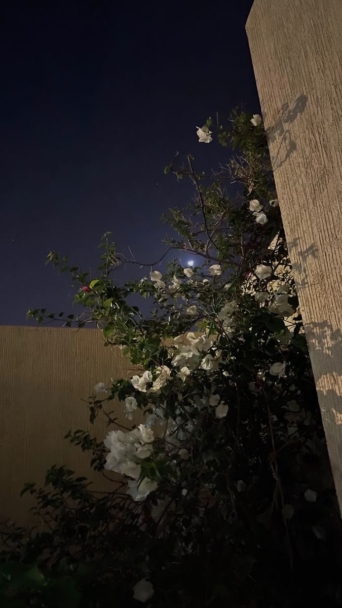 الزبيدي 