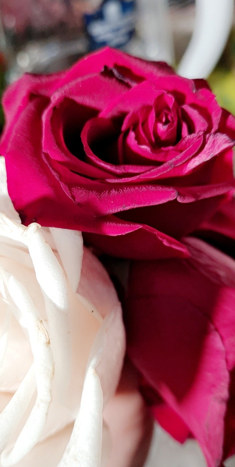 قمرا اليوسف