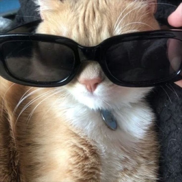 سالم العنزي