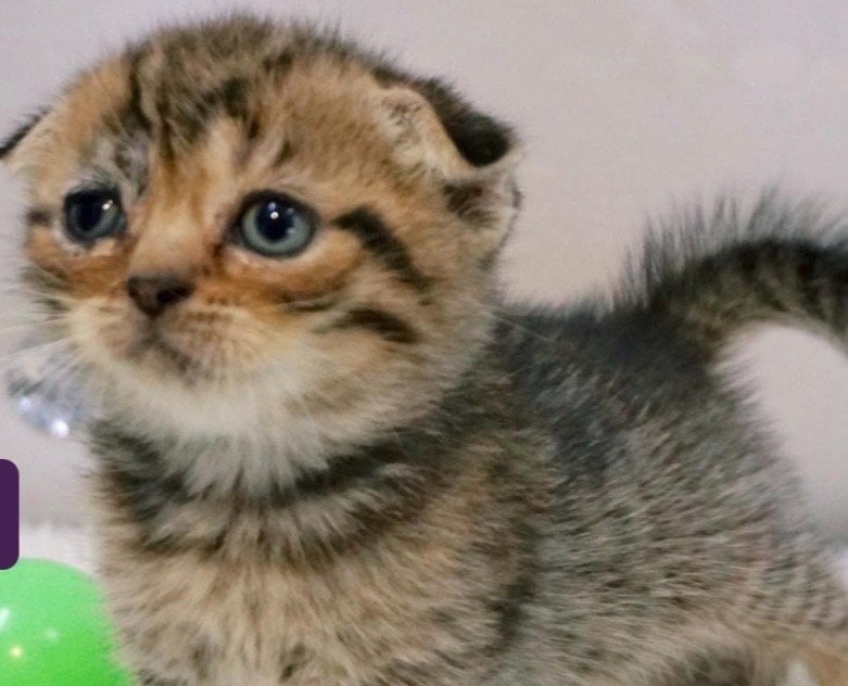 نوره الشتوي