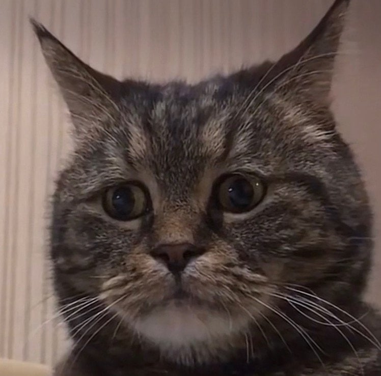 عبدالحميد السناني