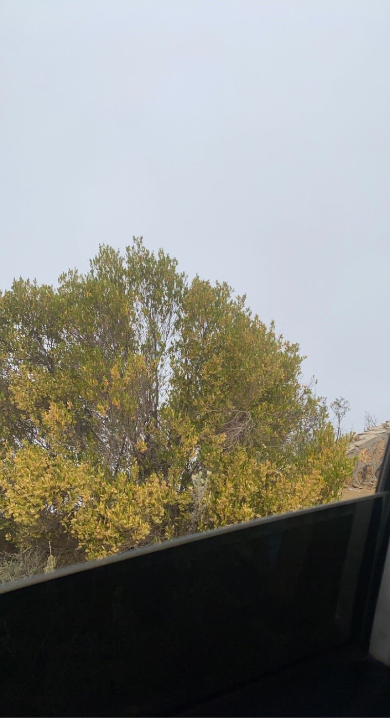 نوره الشهراني