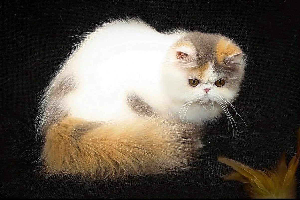 مصطفى السيهاتي