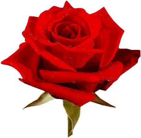 ام رامي الفايدي