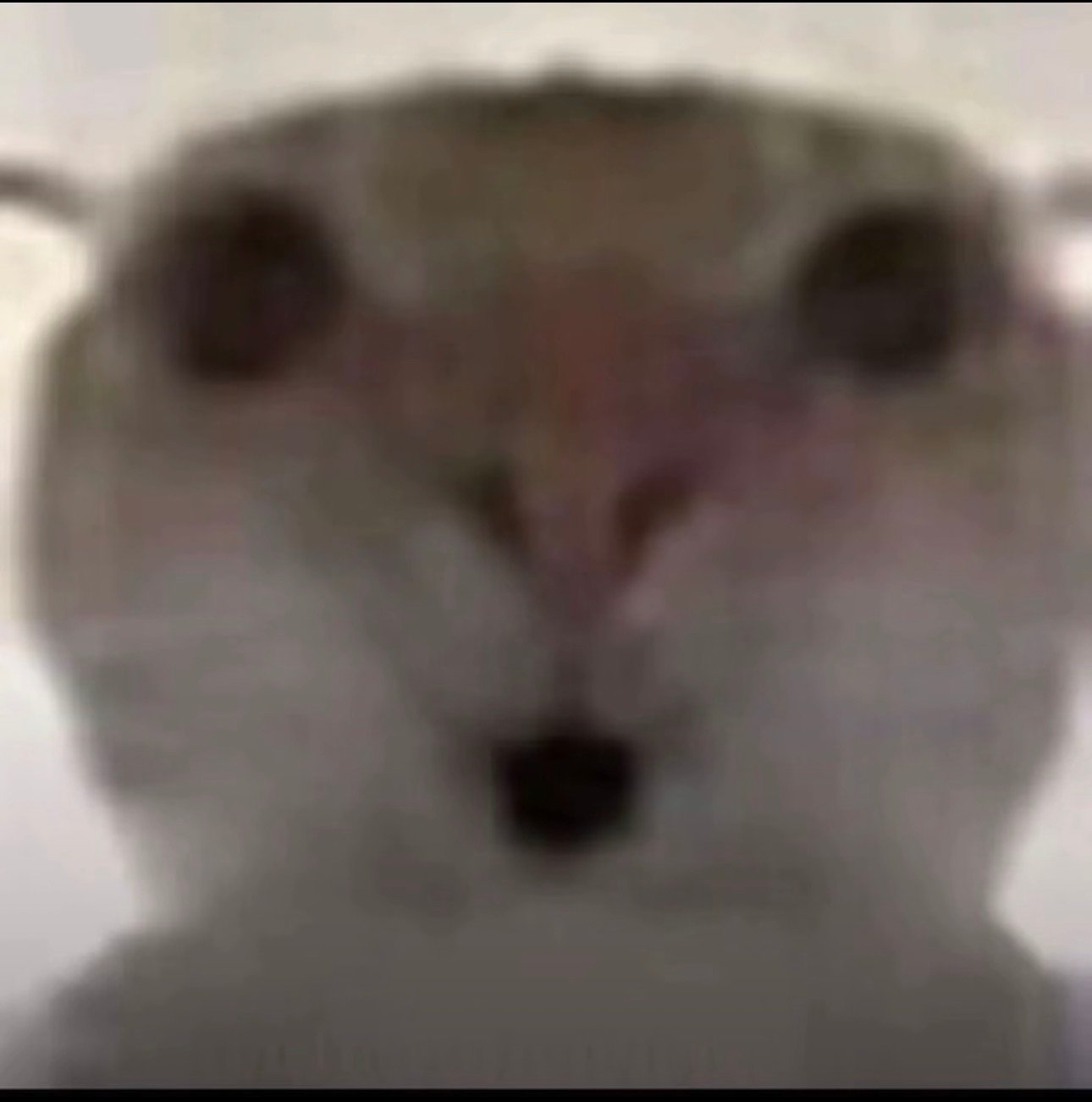 عبدالمحسن وشيلي