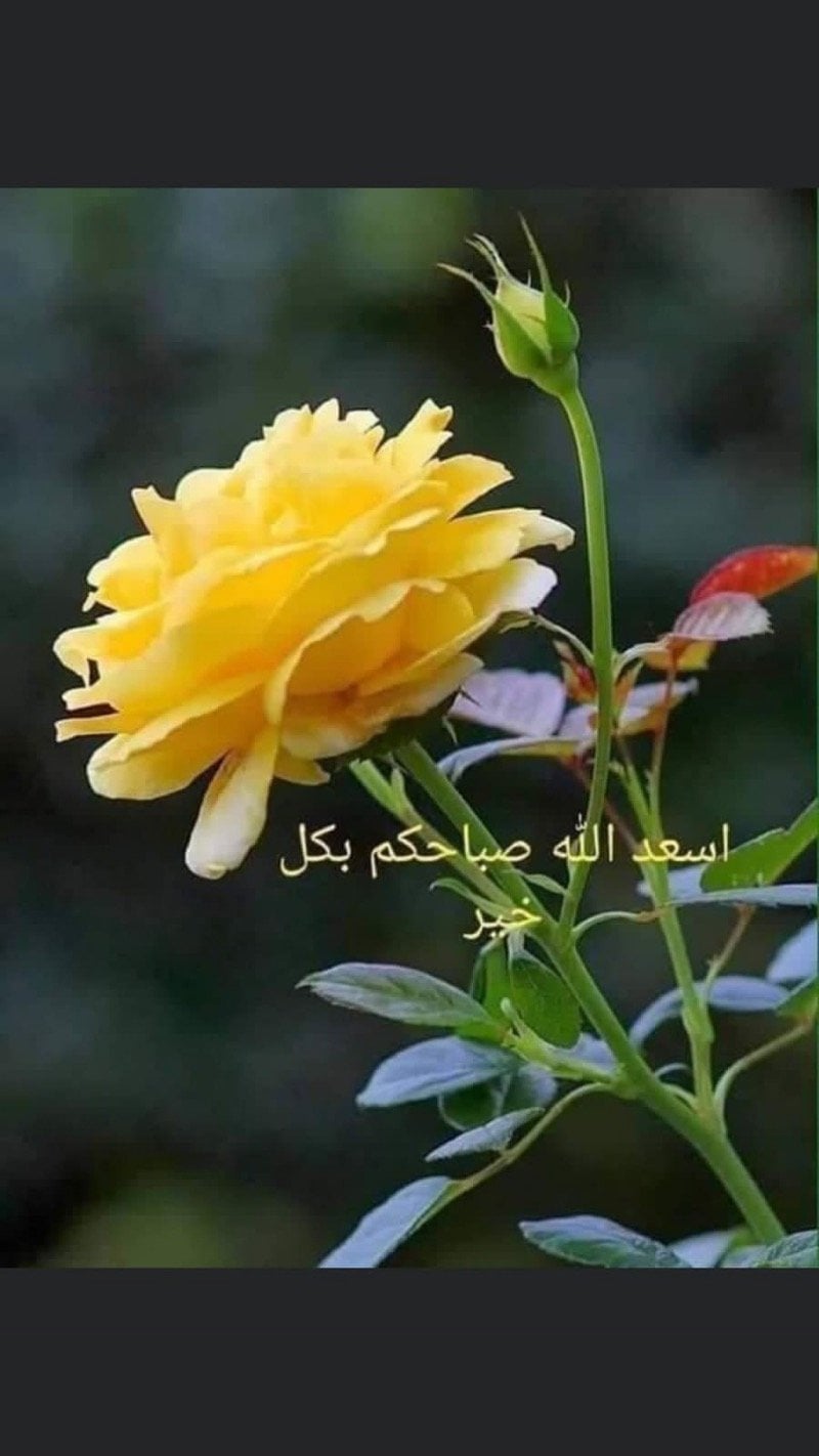 Doaa Nasser Nasser