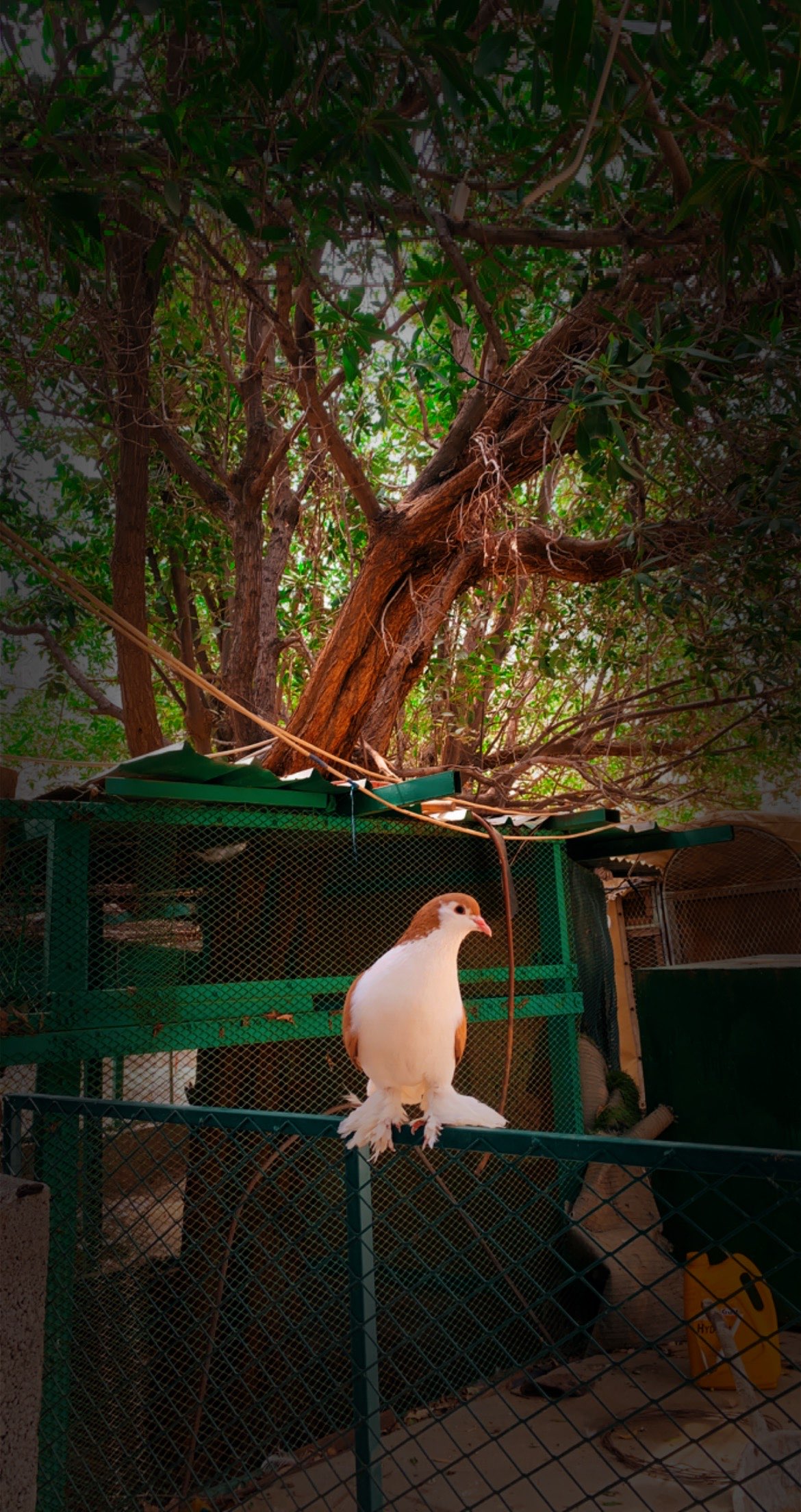 بندر الشهري