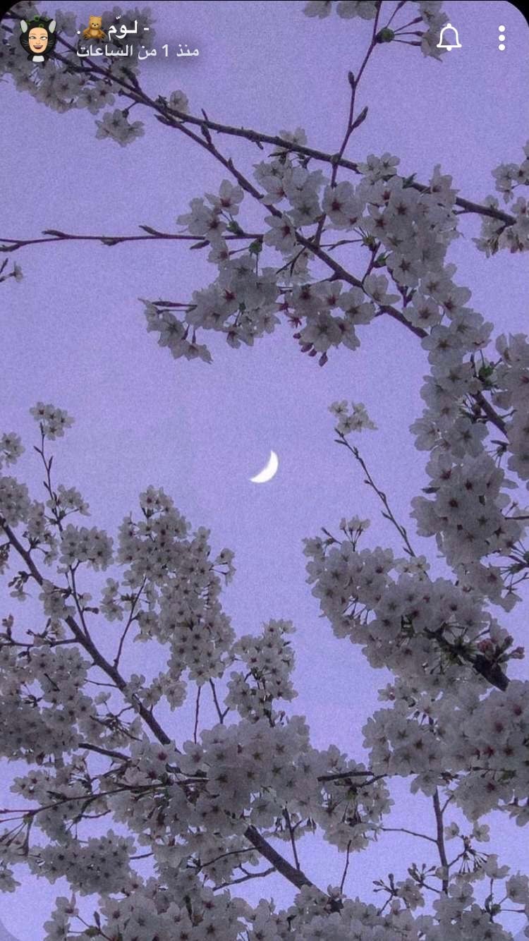 فاطمة الرشيدي