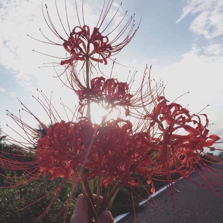 مشعل العضيله