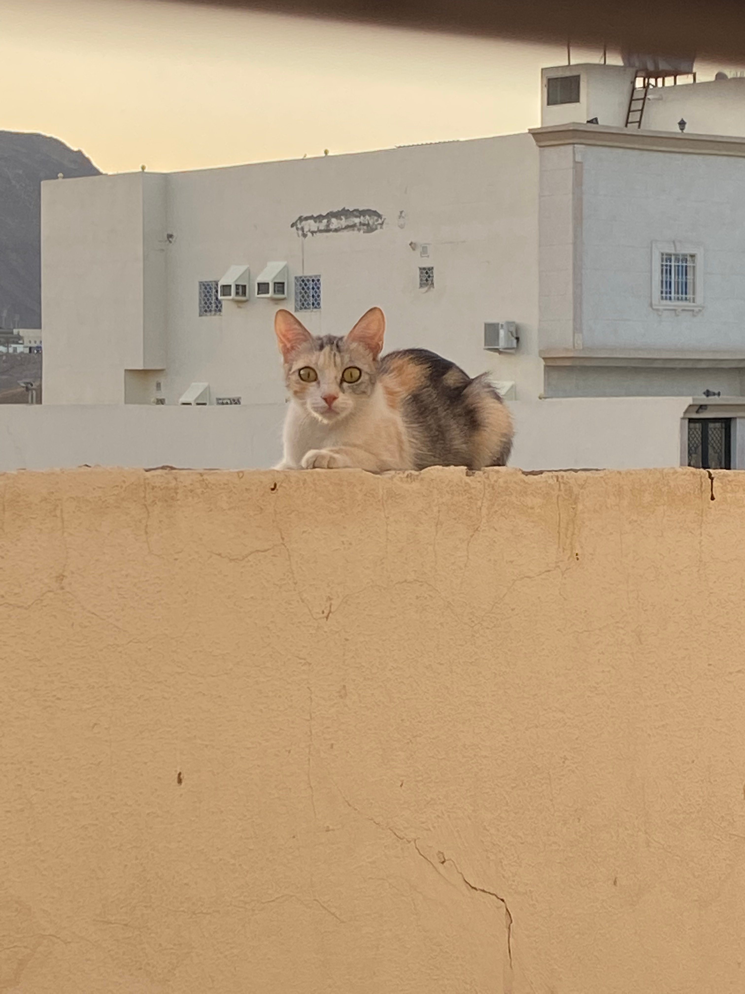 حنان الحربي