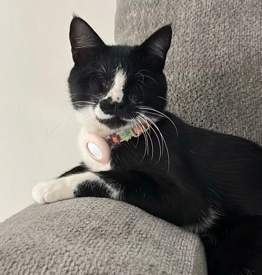 أضاليا الحمود