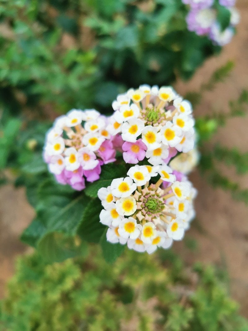 وضحى العتيبي العتيبي