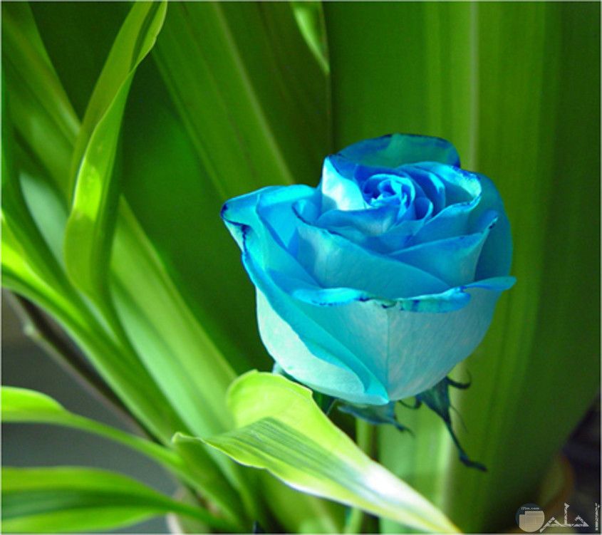 نوره الرومي