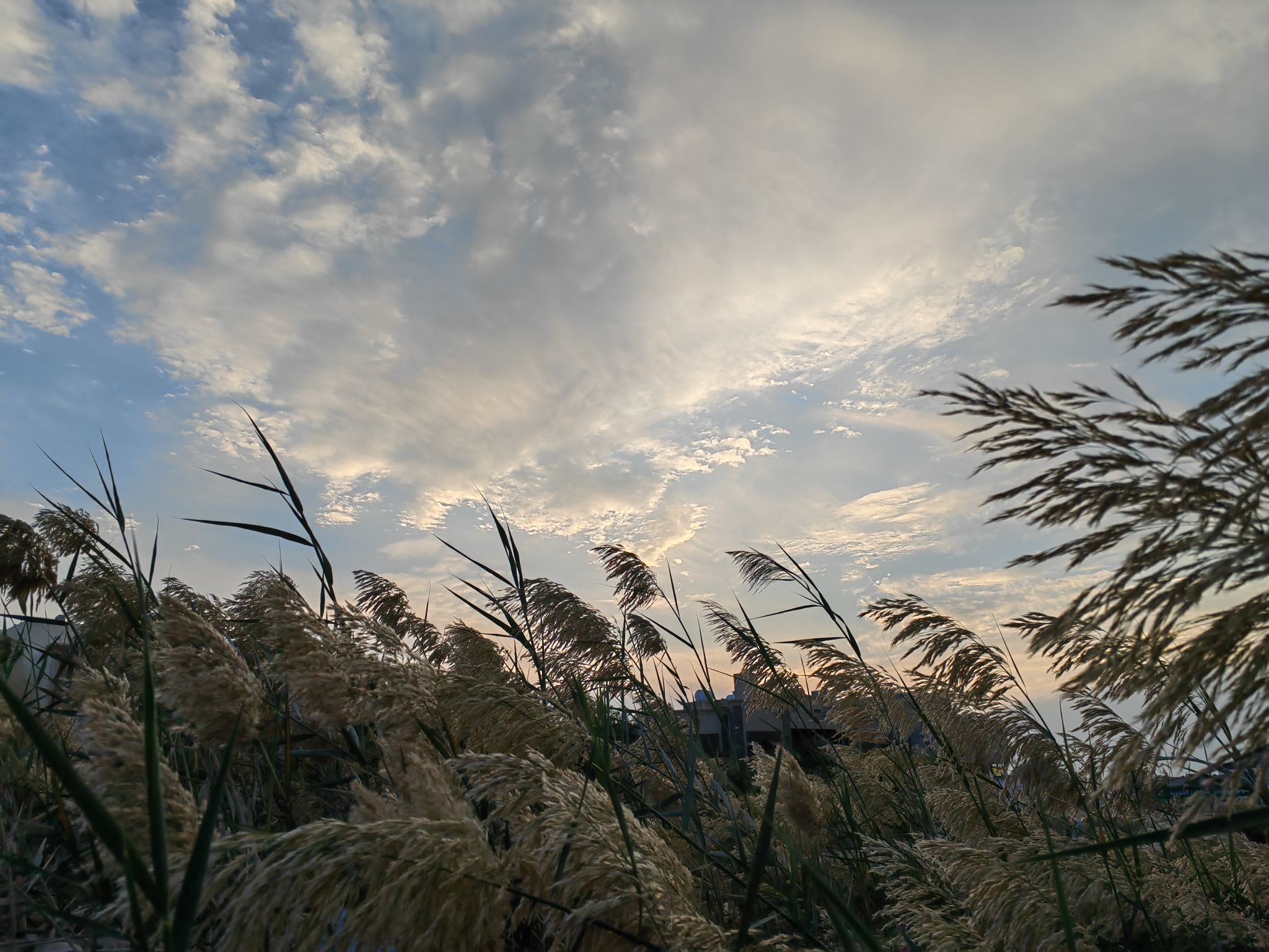 لمى آل شبيب