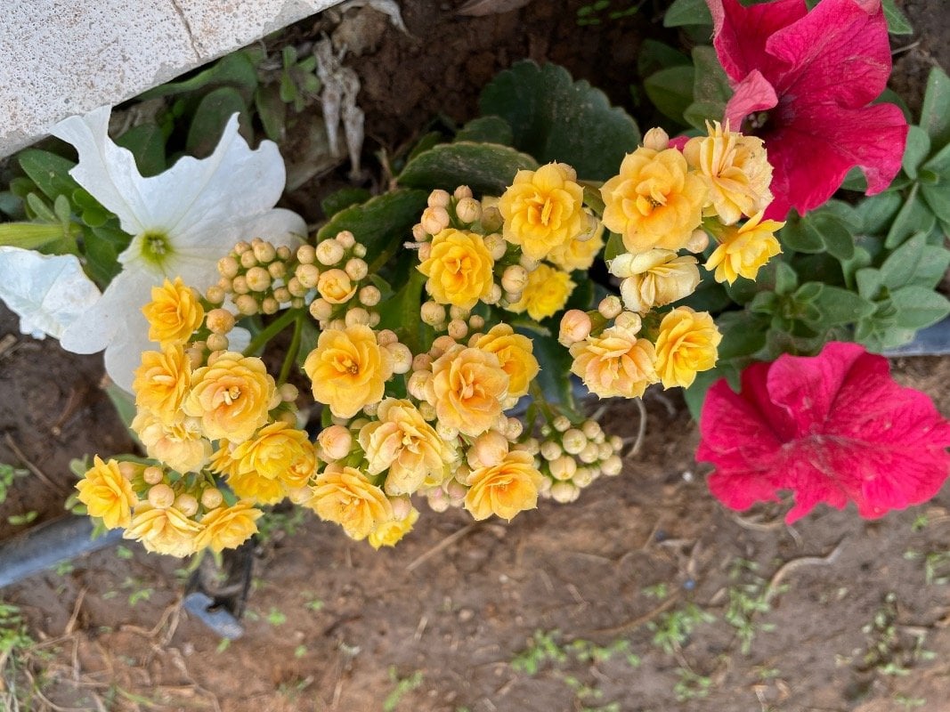 بدريه عبدالله