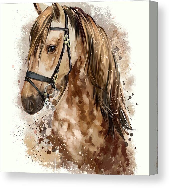 نجود السبيعي