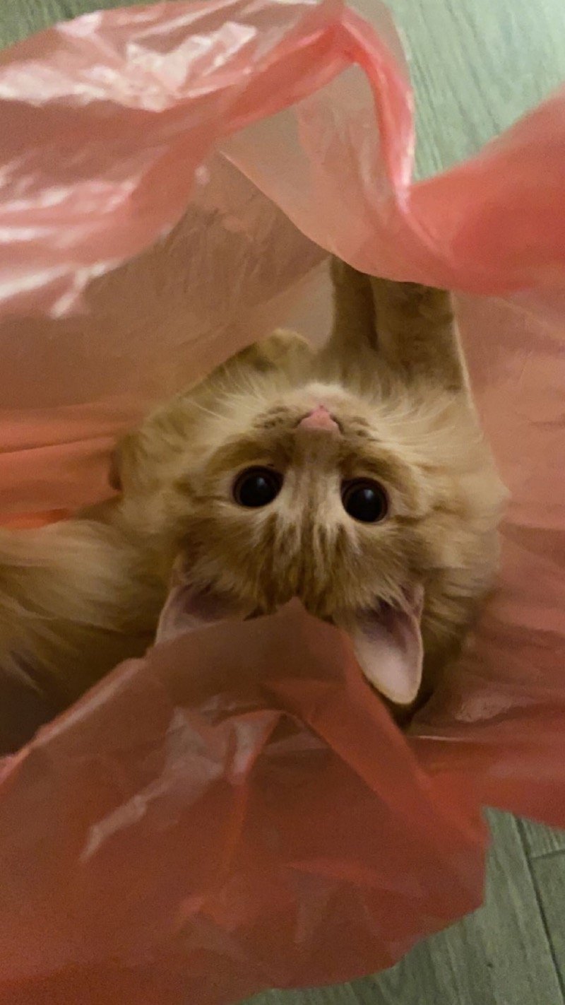 العمري البندري