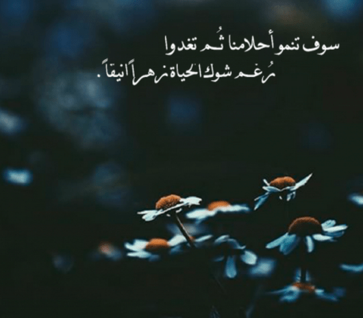 ســـكـــلـــورزا شـــدادي